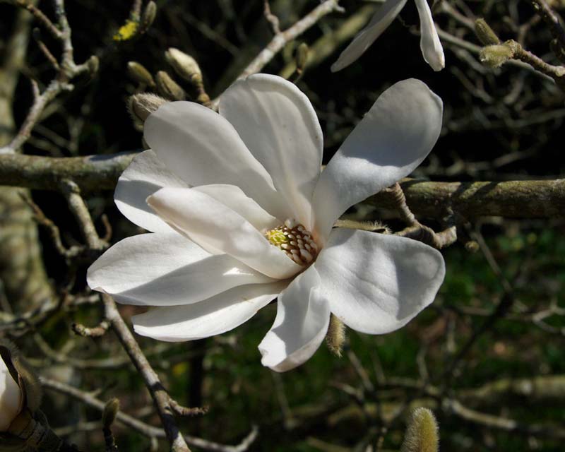 Magnolia Kobus Loebneri Merrill - as seen at Caerhays Castle, Cornwall, UK in early spring.