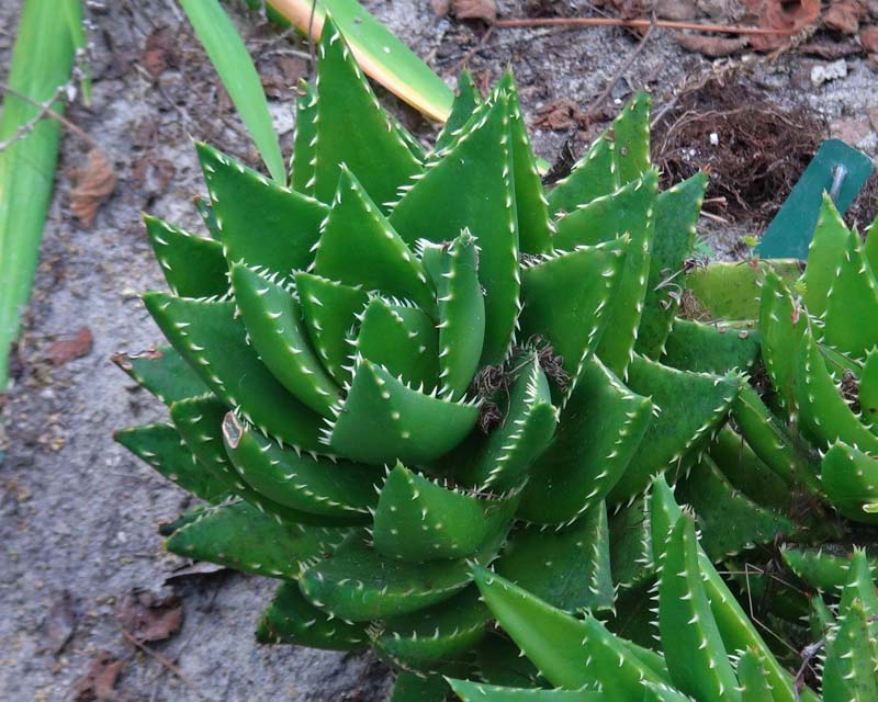 Aloe mitriformis syn. perfoliata  GardensOnline