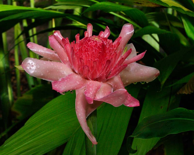 Huge pink flower of Etlingera elatior commonly known as Torch Ginger