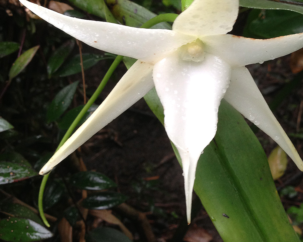 Angraecum sesquipedale - Darwin's Orchid