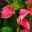 Anthurium anthurini Joli - bred in Holland as a compact hybrid that can withstand lower temperatures