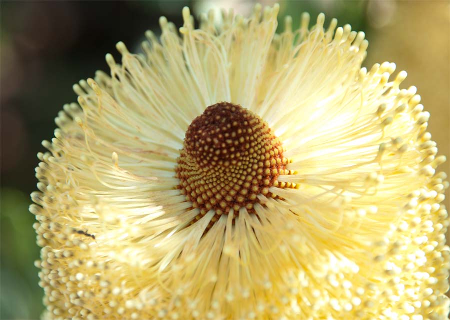 Banksia media - one of the most spectacular of the genus