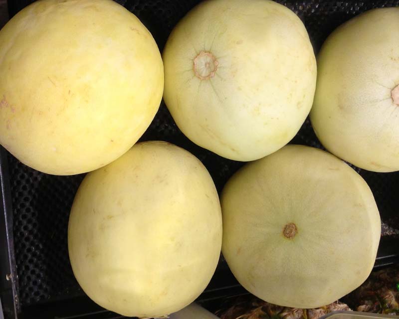 Honeydew Melon - cucumis melo indorus