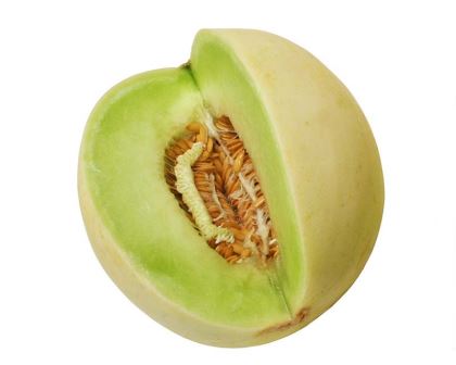 Honeydew melon - cucumis melo indorus