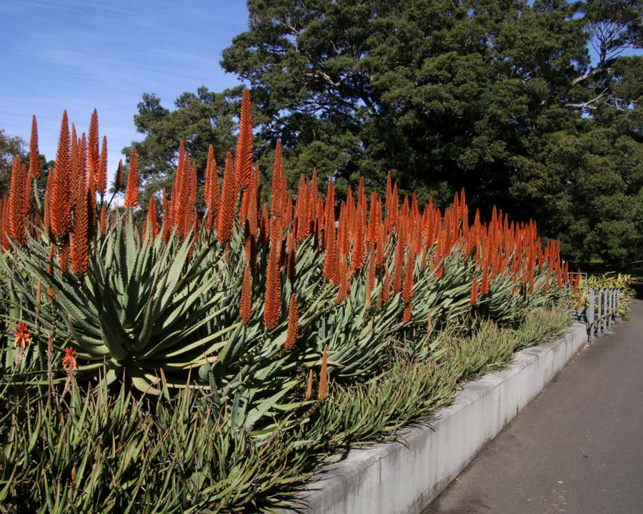Aloe arborescens - Candelabra Aloe  - Sydney Botanic Garden