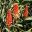 Aloe arborescens flowers
