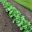 Turnip bed - Brassica rapa subsp Rapa