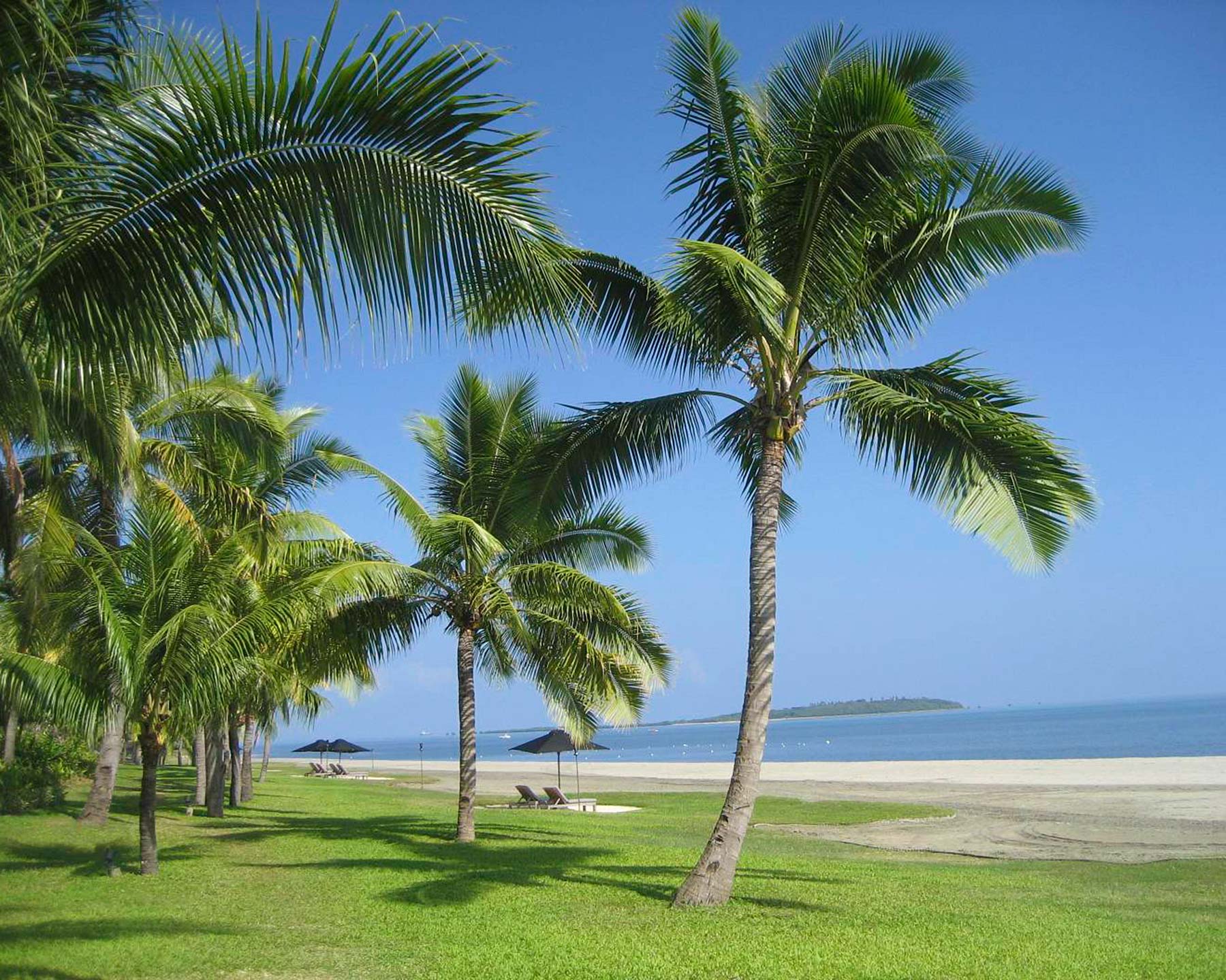 Cocos nucifera, the coconut palm