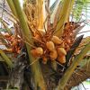Cocos nucifera - young coconuts