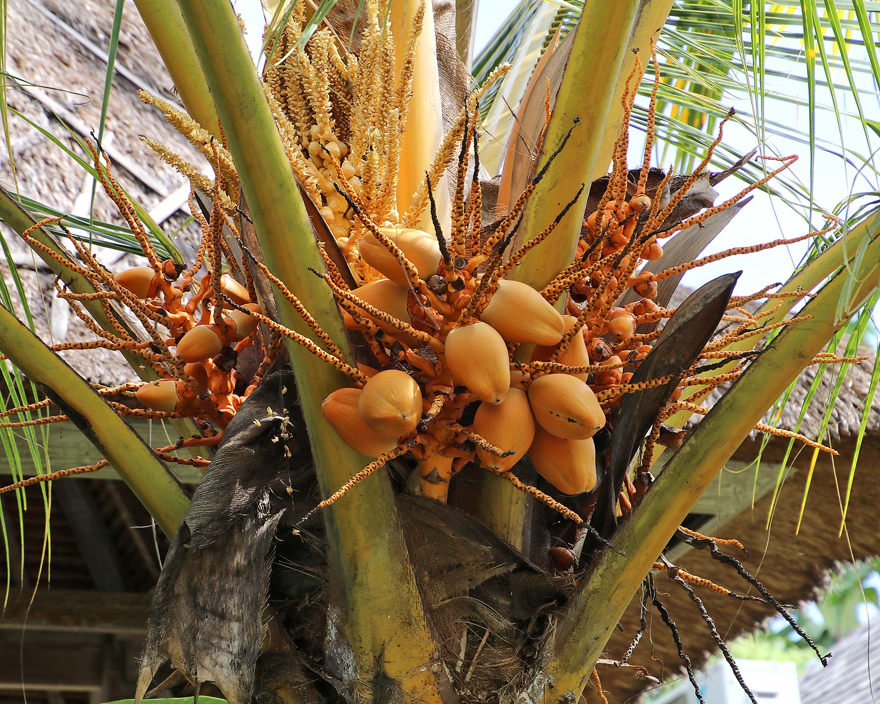 Cocos nucifera - young coconuts