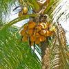 Cocos Nucifera, Coconut tree - don't stand under the nuts they are very heavy