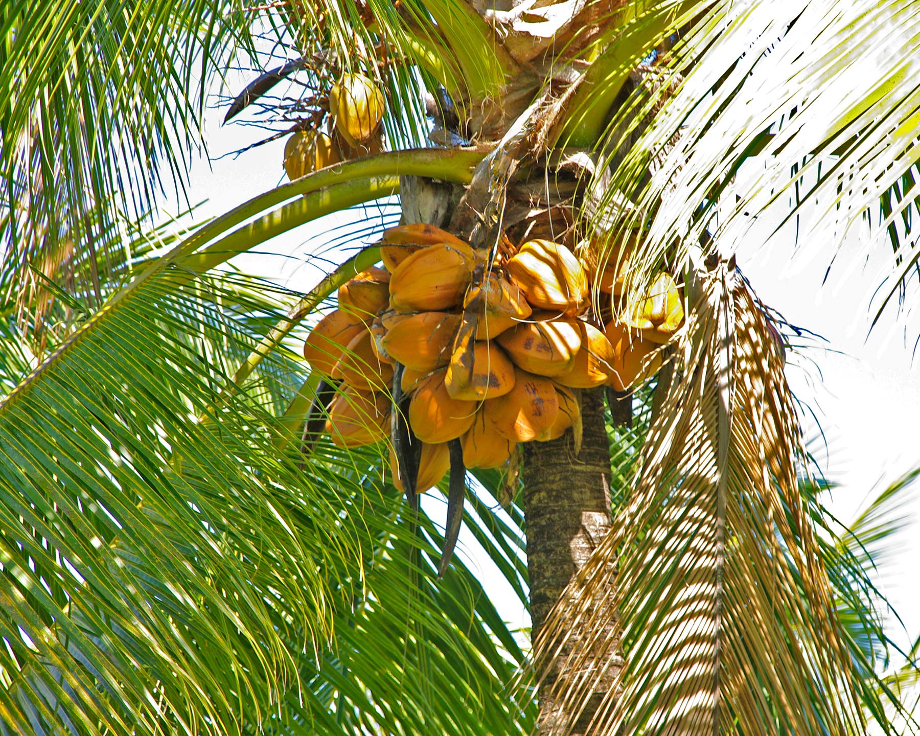 Cocos Nucifera, Coconut tree - don't stand under the nuts they are very heavy