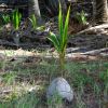 Cocos Nucifera, Coconuts naturally sprouting from fallen pods