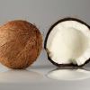 Cocos nucifera, the coconut - photo Ivar Leidus