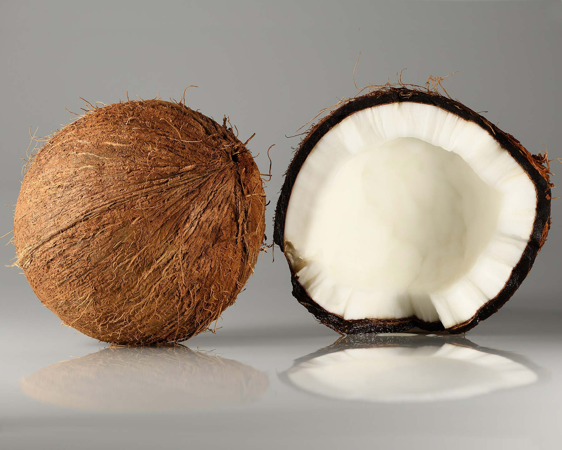 Cocos nucifera, the coconut - photo Ivar Leidus