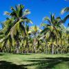 Cocos Nucifera, Coconut grove