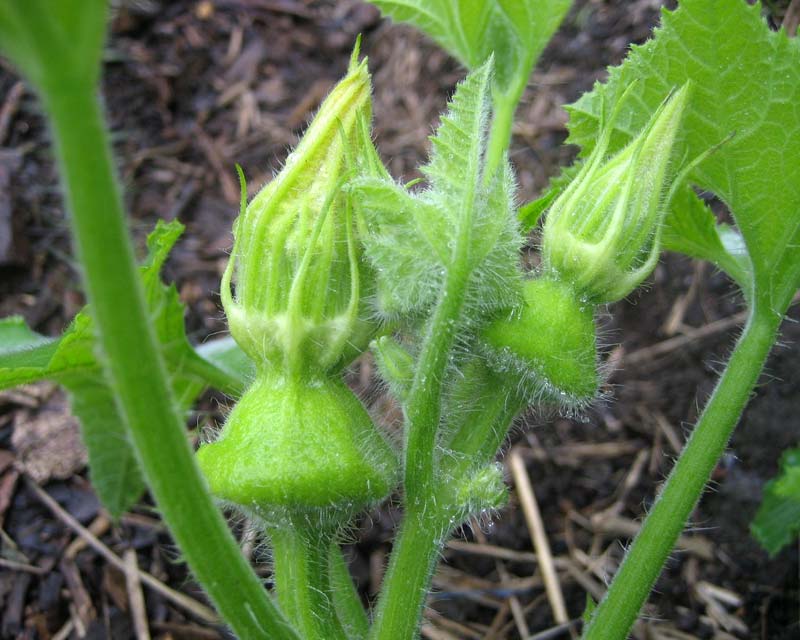 Cucurbita pepo - the green button squash form below the female flower