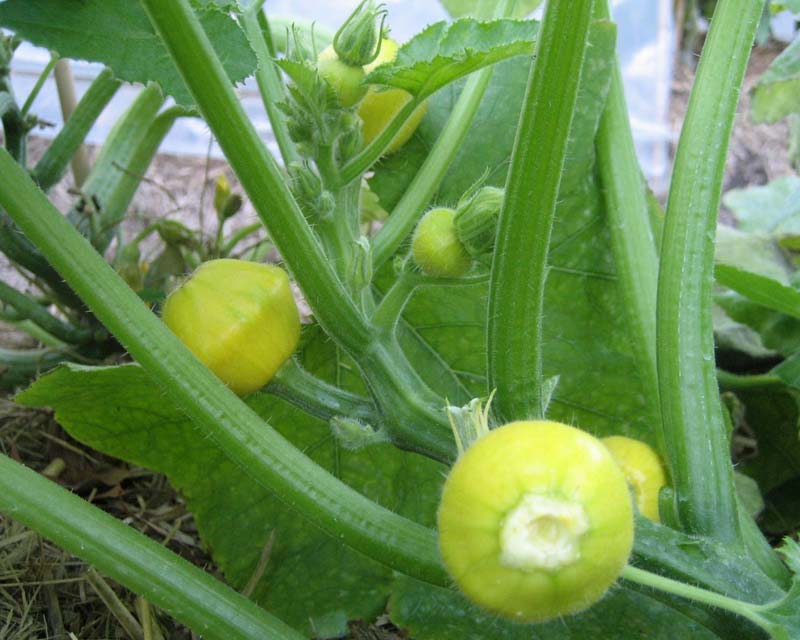 Cucurbita pepo -Yellow Button Squash has long trailing stems and the fruit develop along the stem