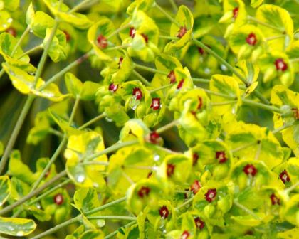 Euphorbia x martini with its distinct red eye