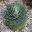 Agave potatorum - this one is the variety Kichiokan