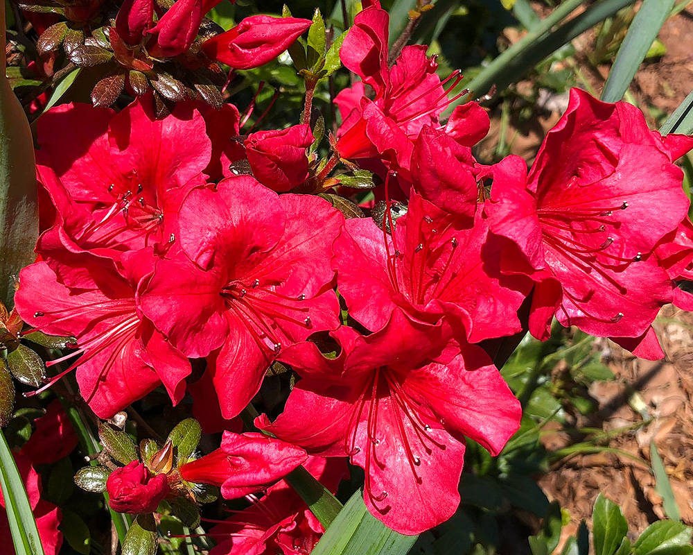 Rhododendron azalea - Kaempferi hybrids 'Johanna' - Medium shrub to 1.8m Deep red flowers late spring and leaves turn red/purple in autumn and winter. photo Famartin