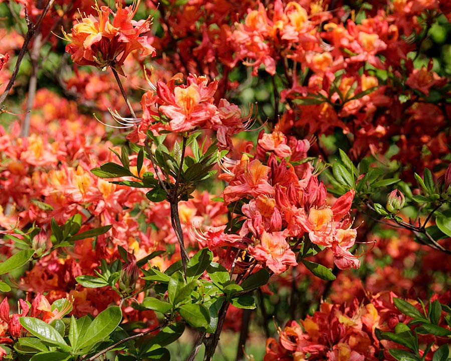 Rhododendron Ghent Hybrid Azalea - photo Longwood Gardens