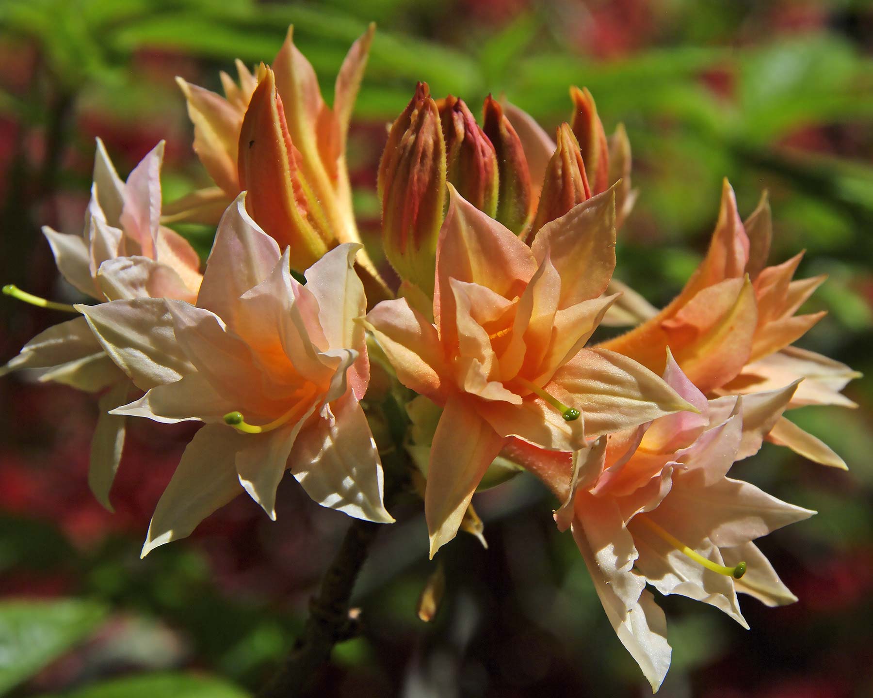 Rhododendron Mollis Apricot