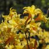 Rhododendron Mollis Double Yellow