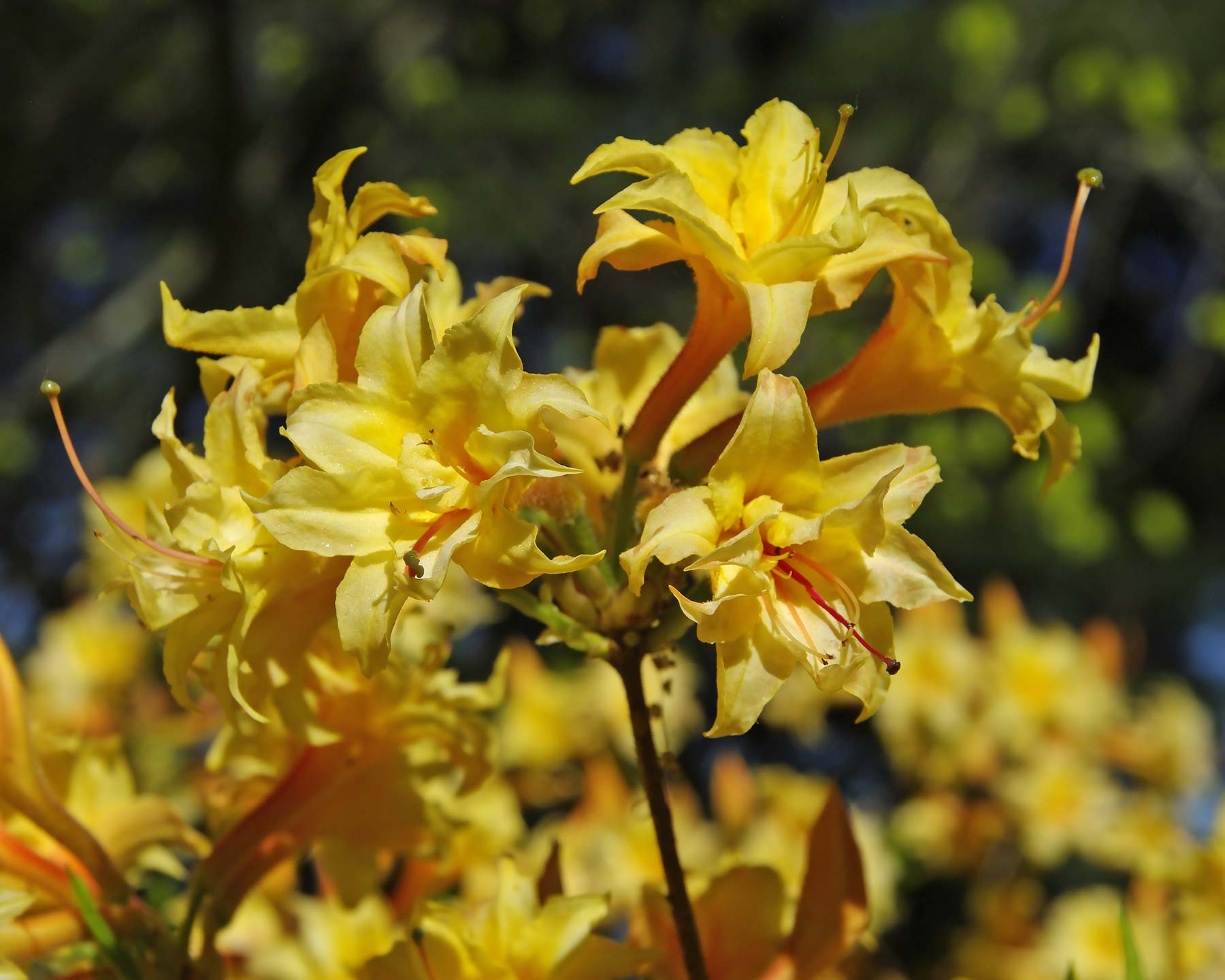 Rhododendron Mollis Double Yellow