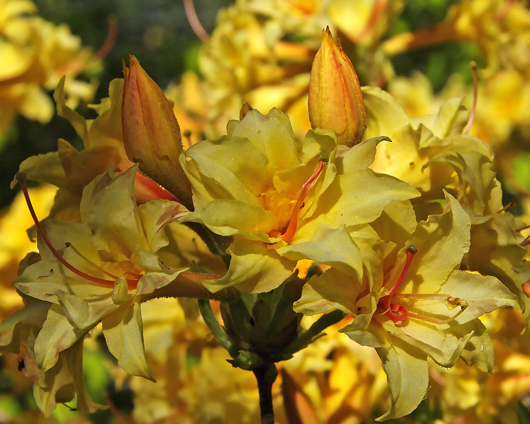 Rhododendron Mollis Yellow
