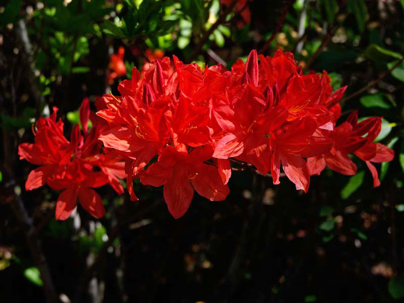 Rhododendron Azalea Mollis hybrid - Deep Orange flowers