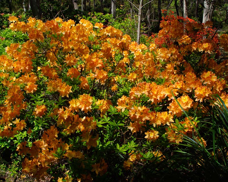 Rhododendron Azalea Mollis hybrid - pale orange flowers