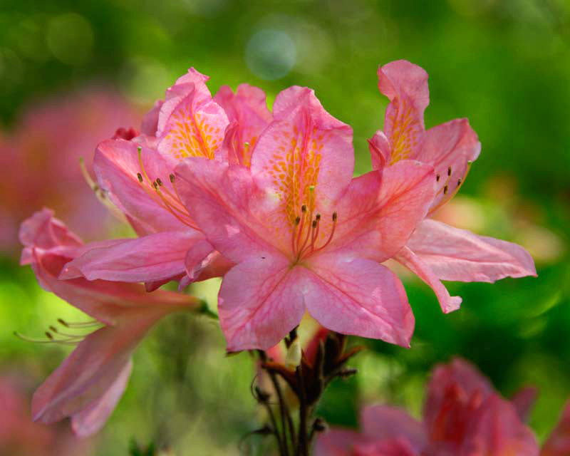 Rhododendron Azalea Mollis Hybrid - pink