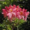 Rhododendron Mollis Deep Pink