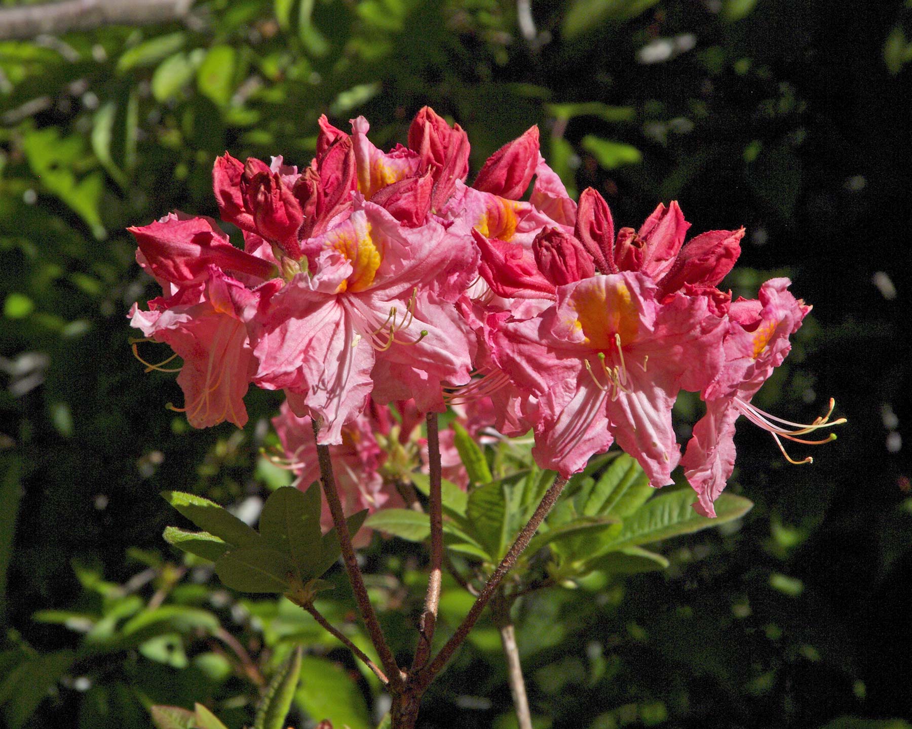 Rhododendron Mollis Deep Pink