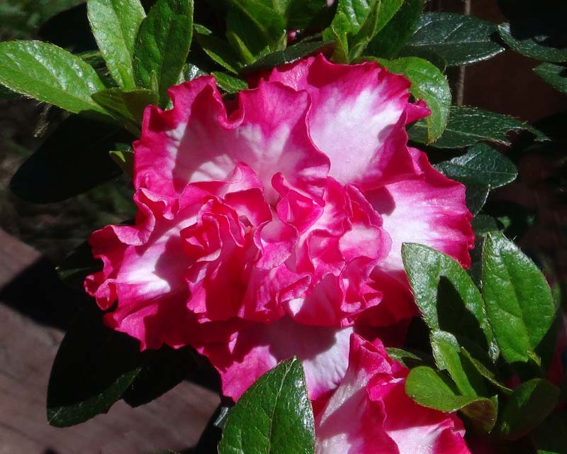 Rhododendron Azalea Exbury Hybrid - 'Ballerina'