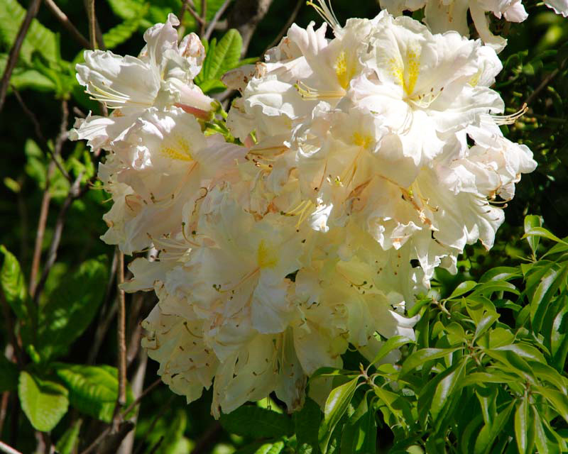 Rhododendrono Azalea Ilam hybrid - deciduous medium size shrub with cream flowers