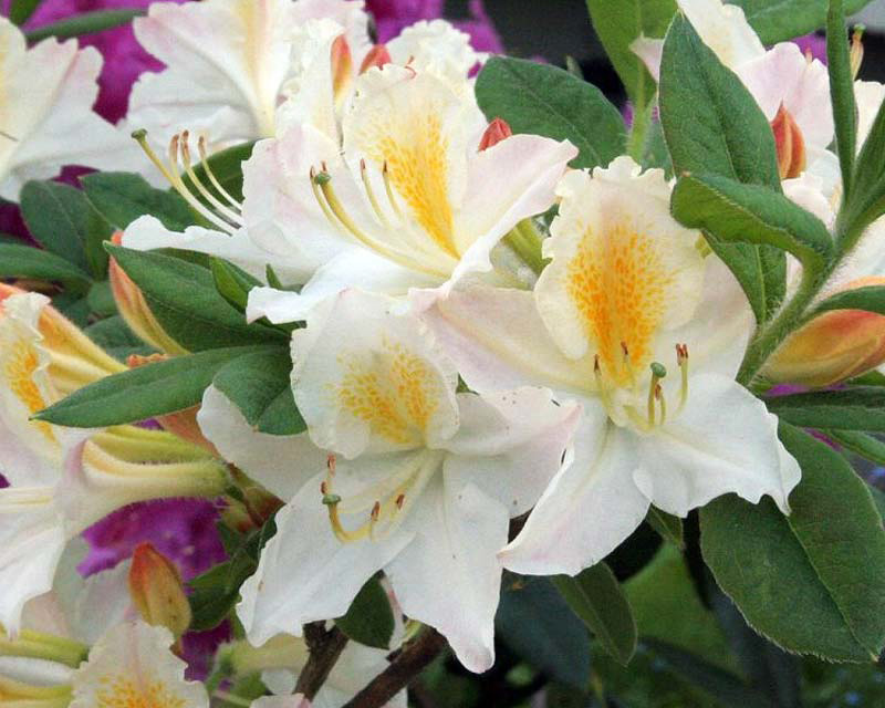 Rhododendron Azalea Knaphill hybrid 'Persil' medium sized deciduous shrub to 1.8m. The funnel shaped flowers are white with a yellow flare.