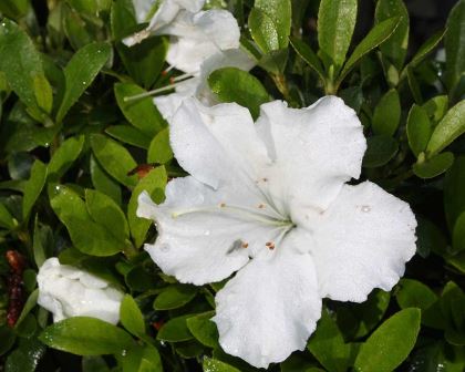 Rhododendron Azalea Satsuki Hybrids - 'White Gumpo'