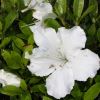 Rhododendron Azalea Satsuki Hybrids - 'White Gumpo'
