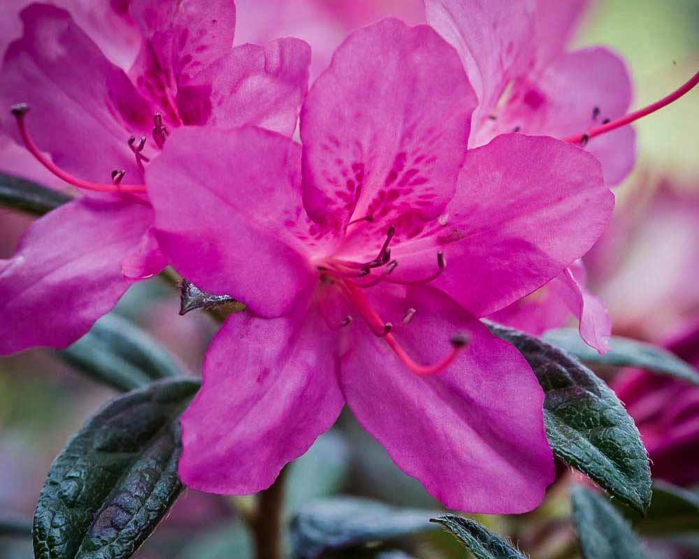 Rhododendron, Azalea Encore Series 'Autumn Amethyst'