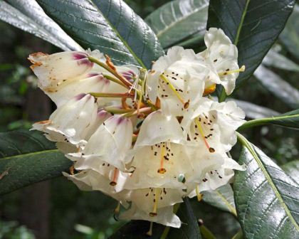 Rhododendron protistum Giganteum, otherwise known as the Big Tree Rhododendron