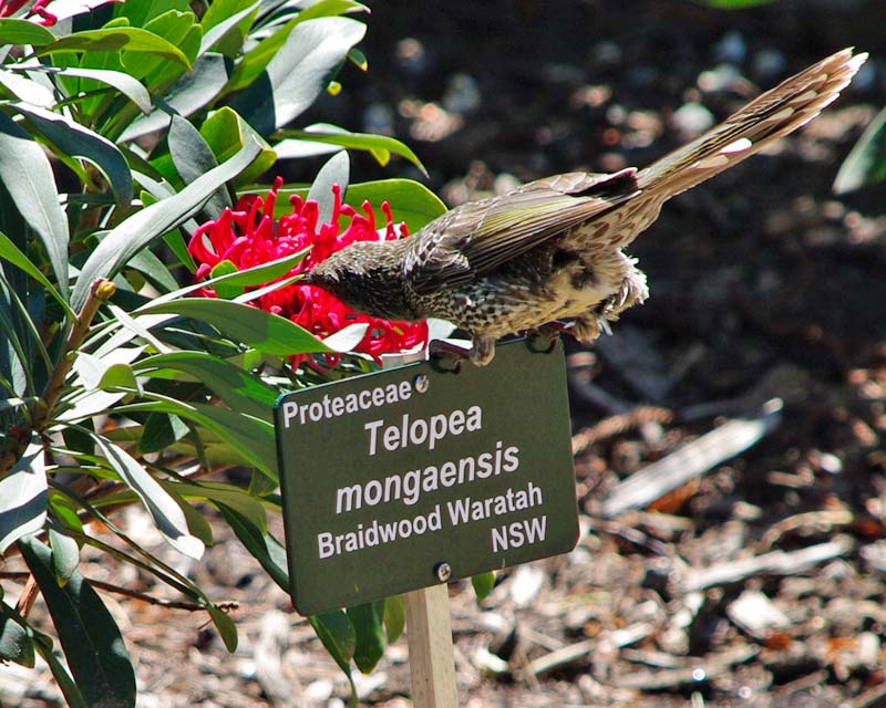 Telopea mongaensis - a bird attractor