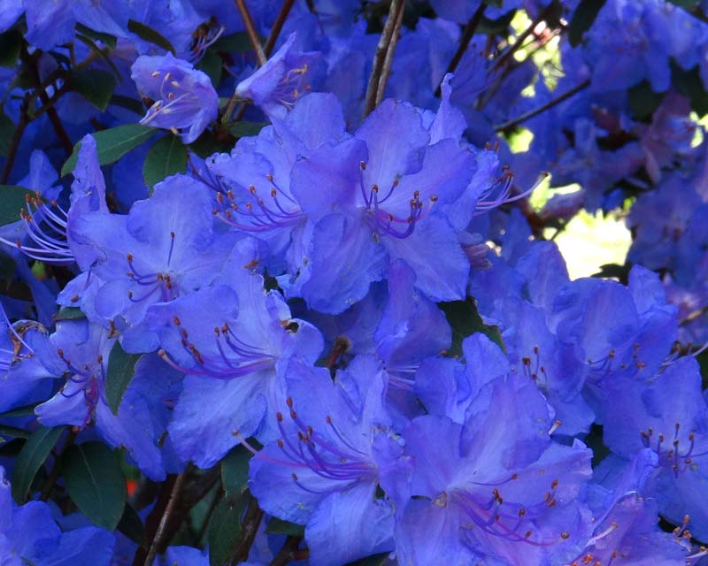 Rhododendron augustinii | GardensOnline