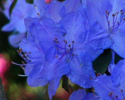 Rhododendron augustinii is a medium sized evergreen shrub with bright lavender blue flowers