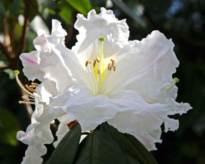 Rhododendron Ciliicalyx -  trusses of large white lightly fragrant funnel shaped flowers. Grows quickly up to 3m