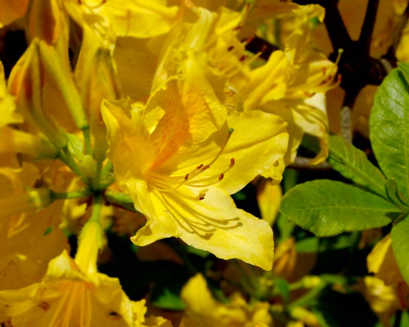 Rhododendron luteum, this is a hybrid