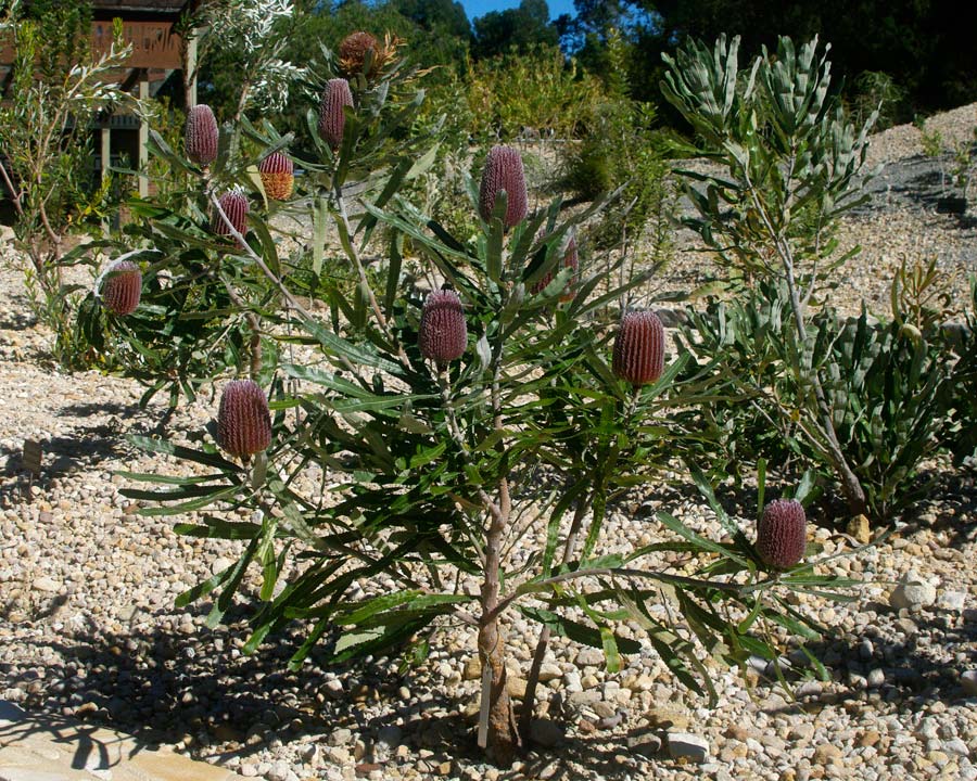 Banksia menziesii