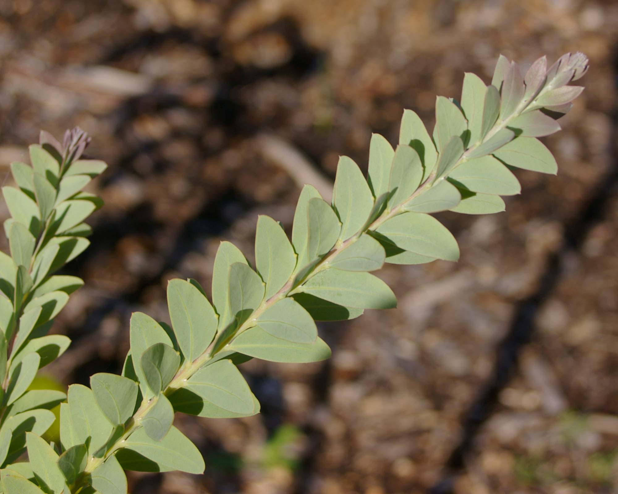 The knife shaped leaves of  Acacia cultriformis