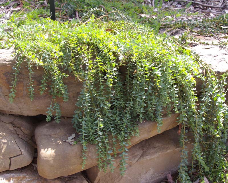 Acacia cultriformis Austraflora Cascade is a groundcover variant